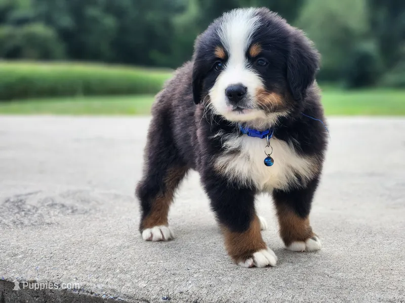 Buddy – Bernese Mountain Dog puppy for sale in Reinholds, PA