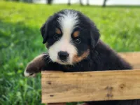 Buddy, a male Bernese Mountain Dog for sale in Reinholds, PA – 2 of 2
