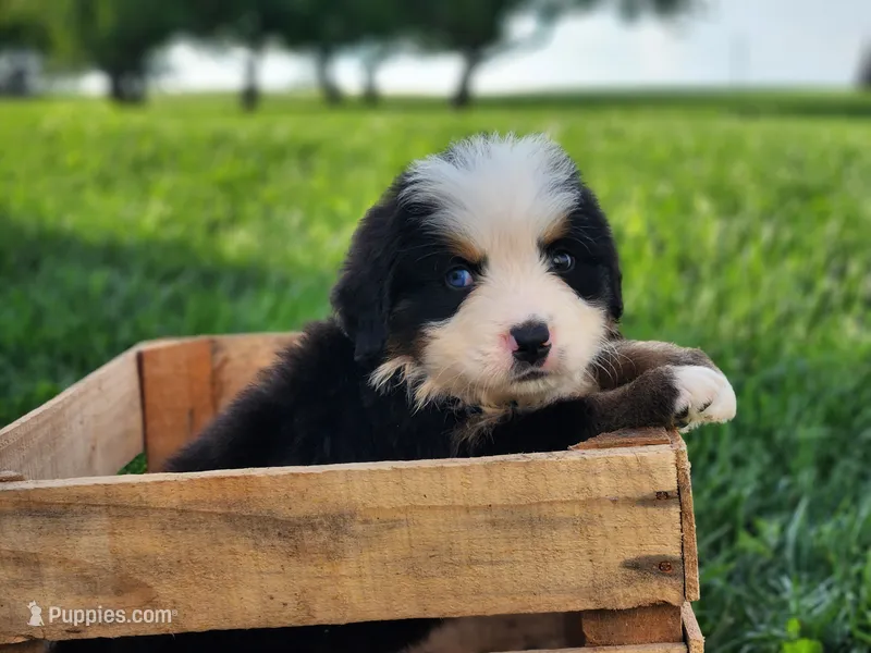Scout – Bernese Mountain Dog puppy for sale in Reinholds, PA