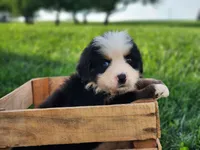 Scout, a male Bernese Mountain Dog for sale in Reinholds, PA – 1 of 2