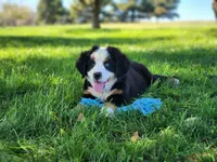 Marsh (Free Shipping), a male Bernese Mountain Dog for sale in Reinholds, PA – 2 of 10