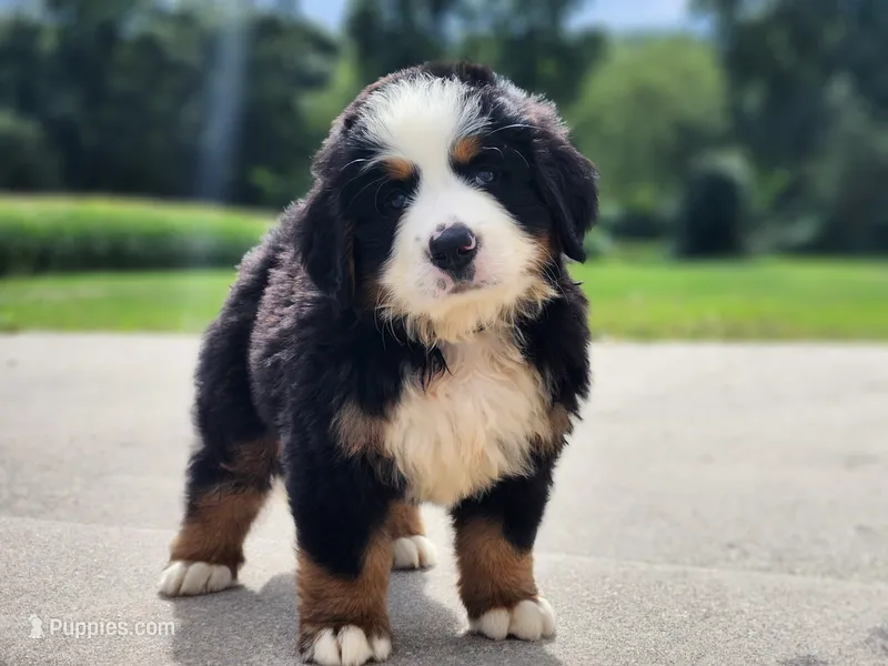 Everest – Bernese Mountain Dog puppy for sale in Reinholds, PA