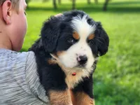 Rocky, a male Bernese Mountain Dog for sale in Reinholds, PA – 2 of 2