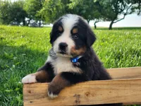 Buddy, a male Bernese Mountain Dog for sale in Reinholds, PA – 1 of 2