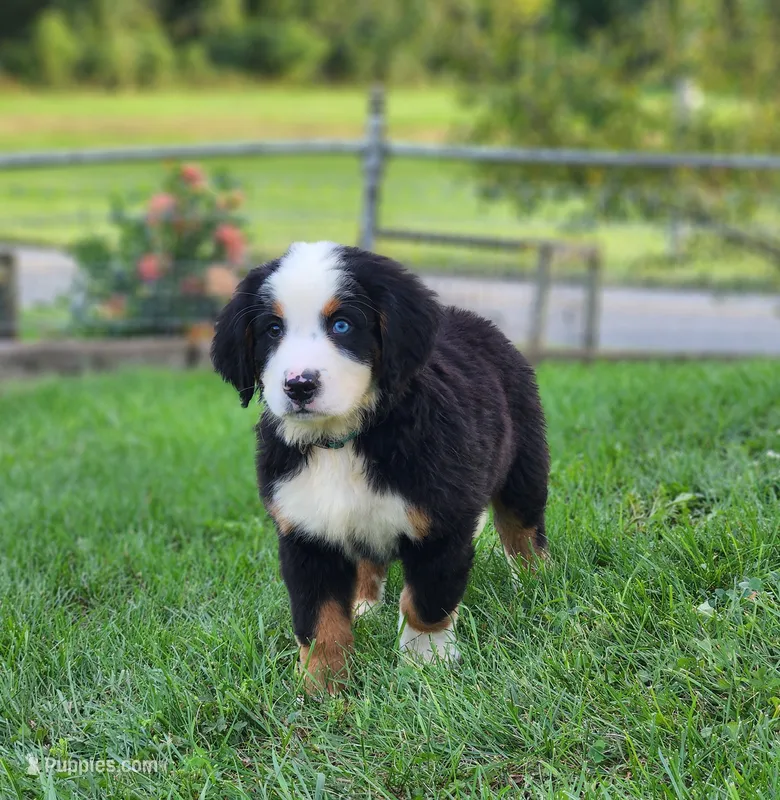 Marshmallow – Bernese Mountain Dog puppy for sale in Reinholds, PA