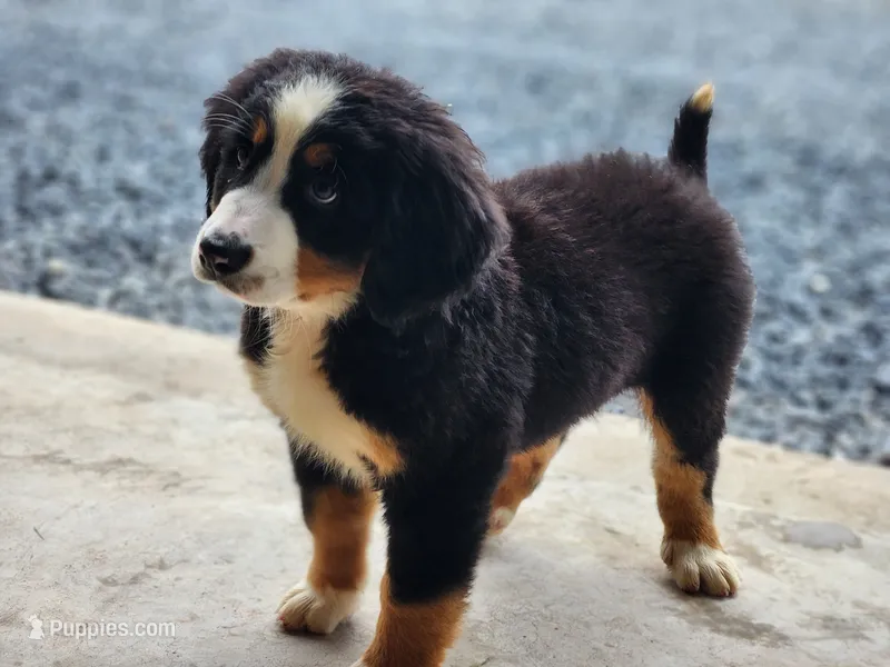 Daisy – Bernese Mountain Dog puppy for sale in Reinholds, PA