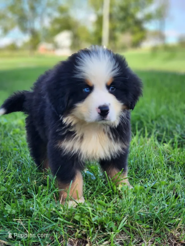 Scout (Free Shipping) – Bernese Mountain Dog puppy for sale in Reinholds, PA