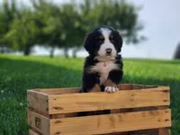 Daisy, a female Bernese Mountain Dog for sale in Reinholds, PA – 2 of 2