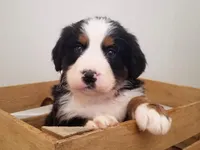Oliver, a male Bernese Mountain Dog for sale in Reinholds, PA – Photo 1 of 2