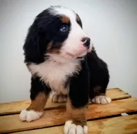 Oliver, a male Bernese Mountain Dog for sale in Reinholds, PA – Photo 2 of 2