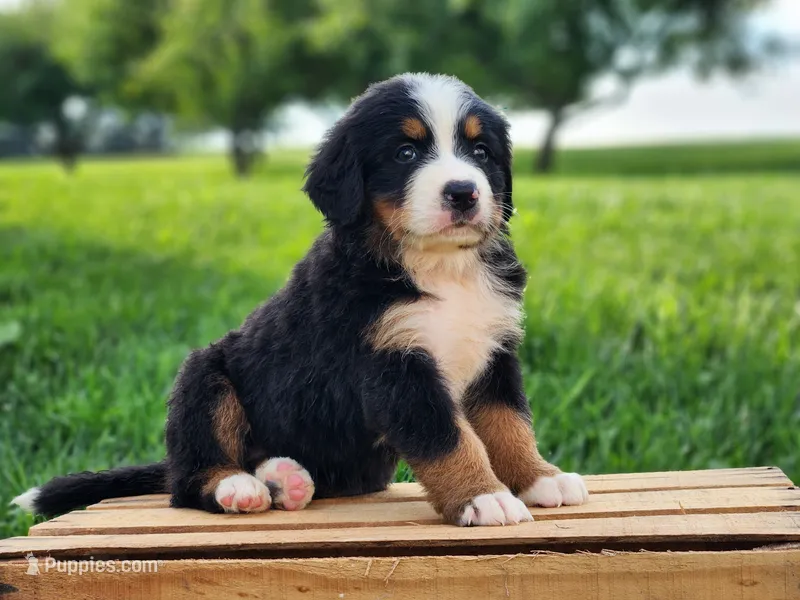 Darcy – Bernese Mountain Dog puppy for sale in Reinholds, PA