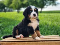 Darcy, a female Bernese Mountain Dog for sale in Reinholds, PA – 1 of 2