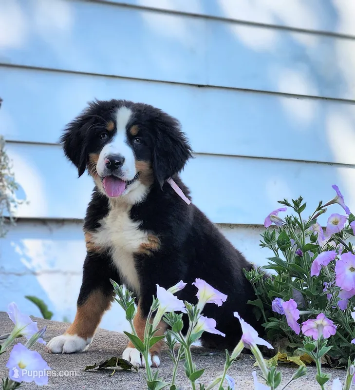Daisy – Bernese Mountain Dog puppy for sale in Reinholds, PA