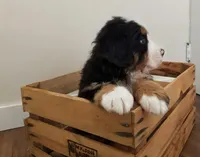 Max, a male Bernese Mountain Dog for sale in Reinholds, PA – Photo 2 of 2