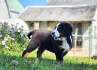 Daisy (Free Shipping), a female Bernese Mountain Dog for sale in Reinholds, PA – 3 of 10