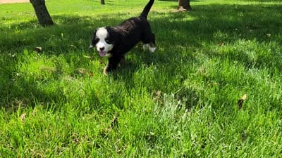 Marsh (Free Shipping), a male Bernese Mountain Dog for sale in Reinholds, PA – 10 of 10