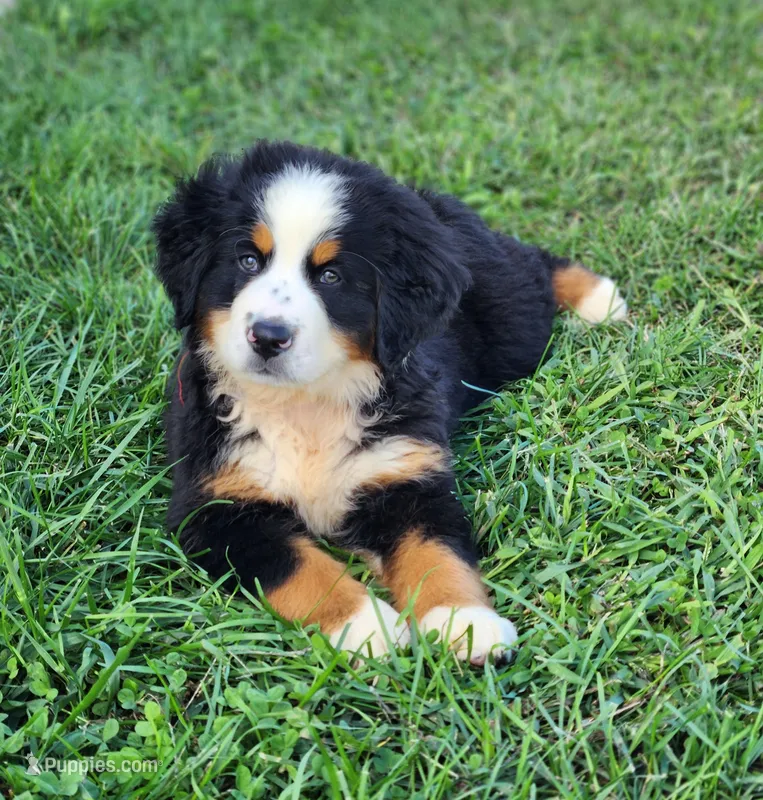 Rocky – Bernese Mountain Dog puppy for sale in Reinholds, PA