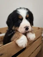 Willow, a female Bernese Mountain Dog for sale in Reinholds, PA – Photo 1 of 2