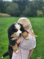 Scout (Free Shipping), a male Bernese Mountain Dog for sale in Reinholds, PA – 3 of 7
