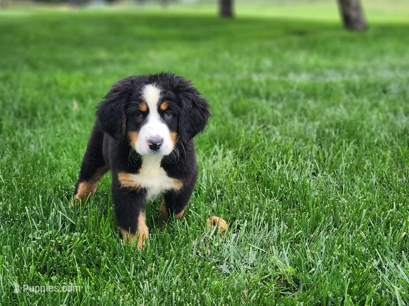 Daisy – Bernese Mountain Dog puppy for sale in Reinholds, PA