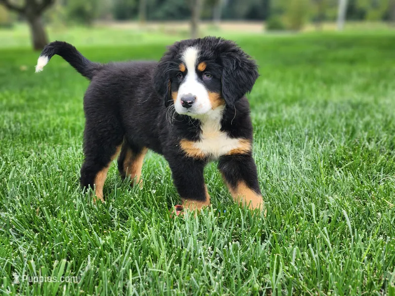 Daisy – Bernese Mountain Dog puppy for sale in Reinholds, PA