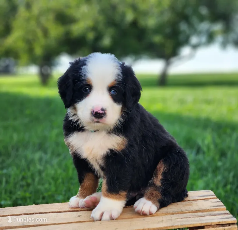 Marshmallow – Bernese Mountain Dog puppy for sale in Reinholds, PA