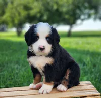 Marshmallow, a male Bernese Mountain Dog for sale in Reinholds, PA – 1 of 2