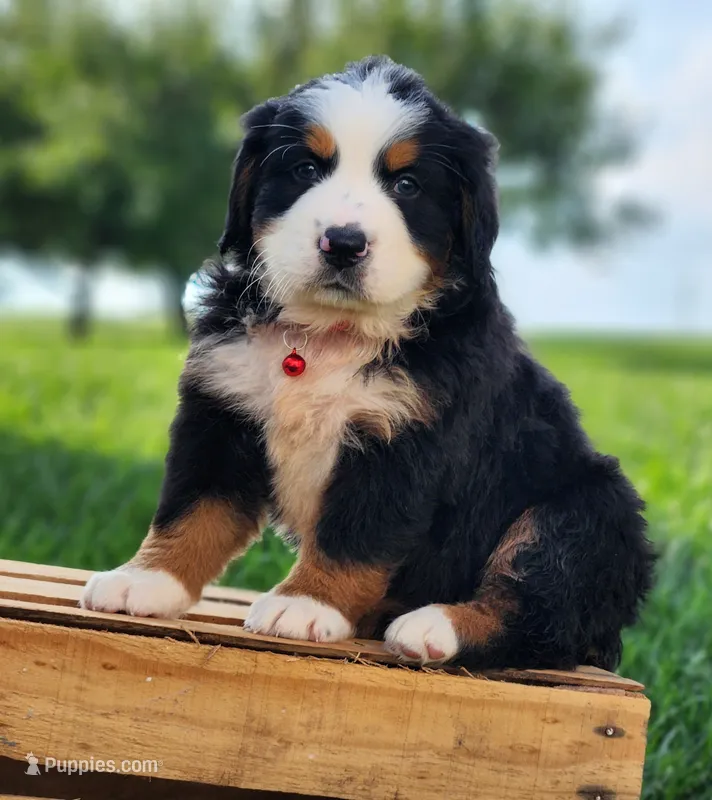 Rocky – Bernese Mountain Dog puppy for sale in Reinholds, PA