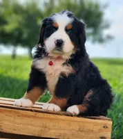 Rocky, a male Bernese Mountain Dog for sale in Reinholds, PA – 1 of 2