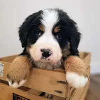 Rover, a male Bernese Mountain Dog for sale in Reinholds, PA – Photo 1 of 2