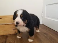 Rover, a male Bernese Mountain Dog for sale in Reinholds, PA – Photo 2 of 2