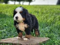 Everest, a male Bernese Mountain Dog for sale in Reinholds, PA – 2 of 2