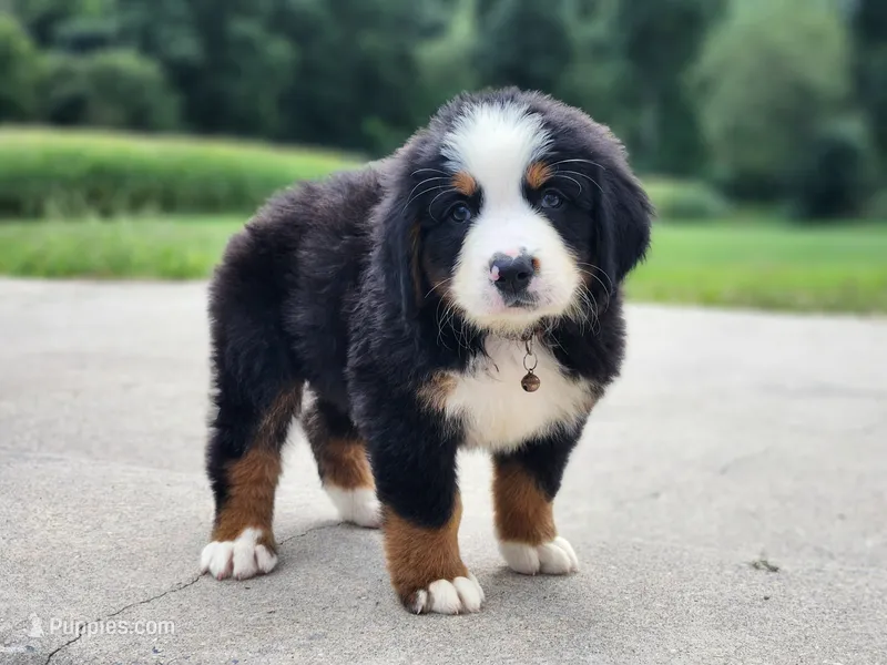 Buster – Bernese Mountain Dog puppy for sale in Reinholds, PA