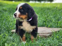 Darcy, a female Bernese Mountain Dog for sale in Reinholds, PA – 2 of 2