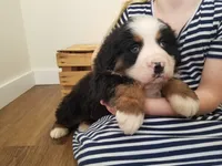 Duke, a male Bernese Mountain Dog for sale in Reinholds, PA – Photo 3 of 3