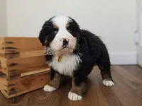 Duke, a male Bernese Mountain Dog for sale in Reinholds, PA – Photo 1 of 3