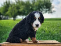 Teddy, a male Bernese Mountain Dog for sale in Reinholds, PA – 1 of 2