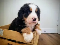 Buster, a male Bernese Mountain Dog for sale in Reinholds, PA – Photo 1 of 3