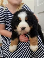 Buster, a male Bernese Mountain Dog for sale in Reinholds, PA – Photo 3 of 3