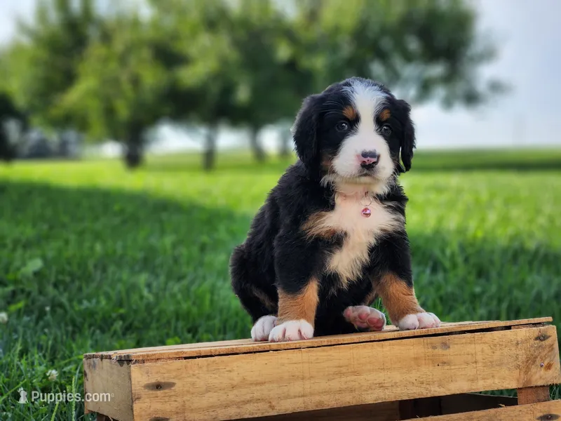 Daisy – Bernese Mountain Dog puppy for sale in Reinholds, PA