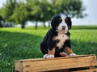 Daisy, a female Bernese Mountain Dog for sale in Reinholds, PA – 1 of 2