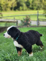 Marsh (Free Shipping), a male Bernese Mountain Dog for sale in Reinholds, PA – 7 of 10