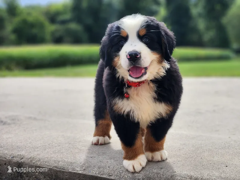 Rocky – Bernese Mountain Dog puppy for sale in Reinholds, PA