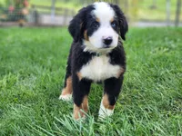 Marsh (Free Shipping), a male Bernese Mountain Dog for sale in Reinholds, PA – 5 of 10