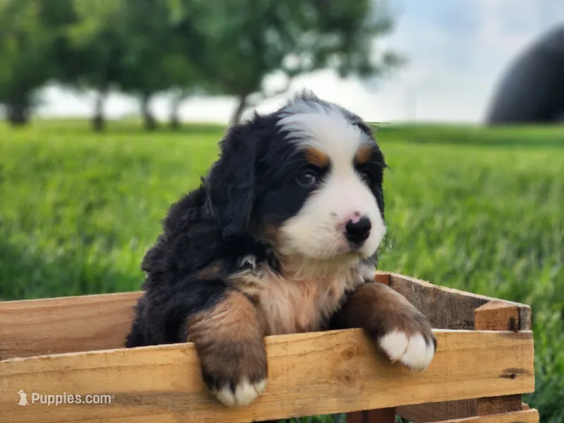Everest – Bernese Mountain Dog puppy for sale in Reinholds, PA