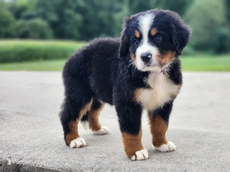 Darcy – Bernese Mountain Dog puppy for sale in Reinholds, PA