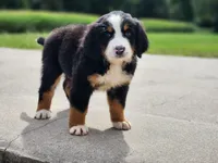 Daisy (Free Shipping), a female Bernese Mountain Dog for sale in Reinholds, PA – 8 of 10