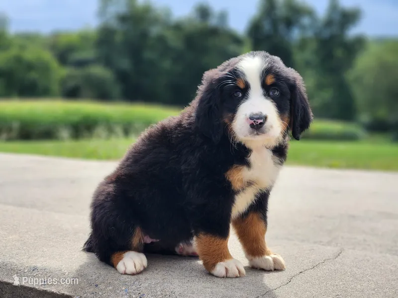 Daisy – Bernese Mountain Dog puppy for sale in Reinholds, PA