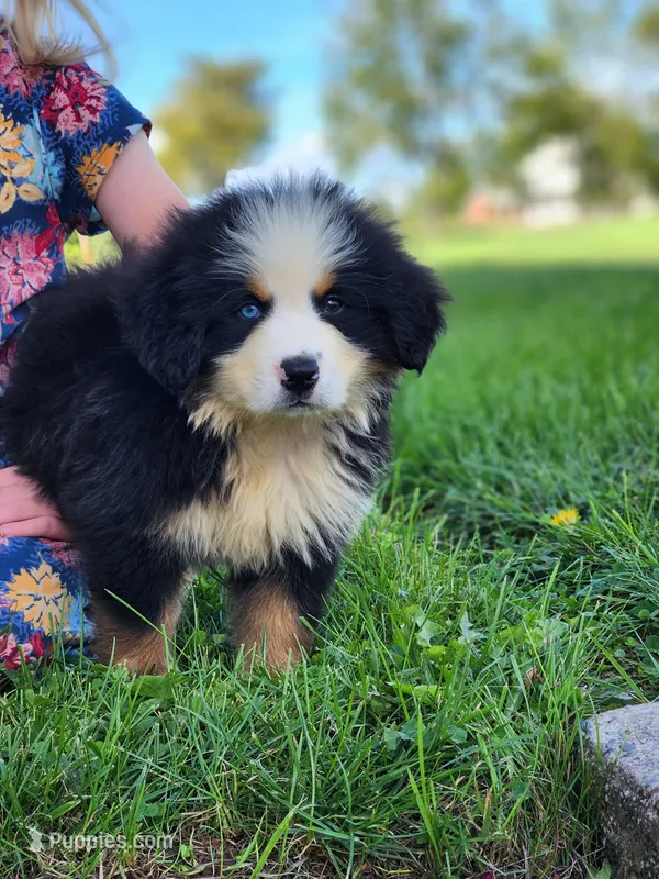Scout – Bernese Mountain Dog puppy for sale in Reinholds, PA