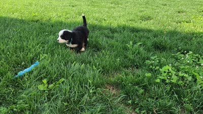 Marshmallow, a male Bernese Mountain Dog for sale in Reinholds, PA – 2 of 2